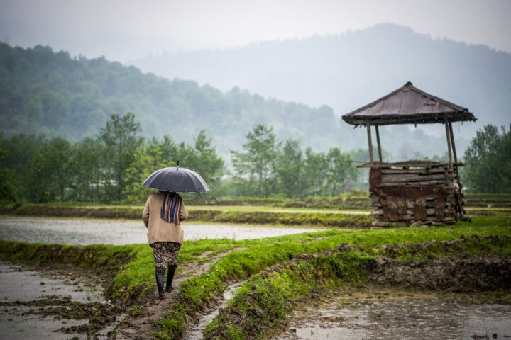 هزار و ۲۰۰ میلیارد ریال غرامت به کشاورزان گیلان پرداخت شد