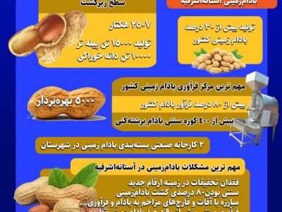 اینفوگرافیک/ فرایند بادام زمینی در آستانه اشرفیه