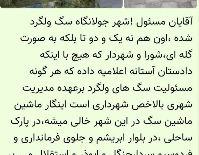 صدای شهر و روستا( ما صدای شما در هرجای گیلان خواهیم بود)/معضل  سگ ولگرد