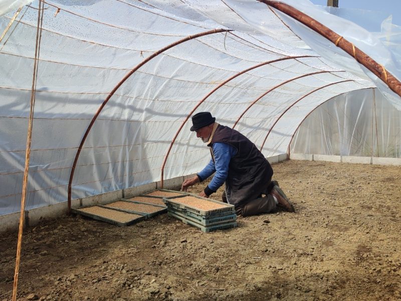 نخستین خزانه گیری برنج در آستانه اشرفیه برای فصل زراعی جدید آغاز شد