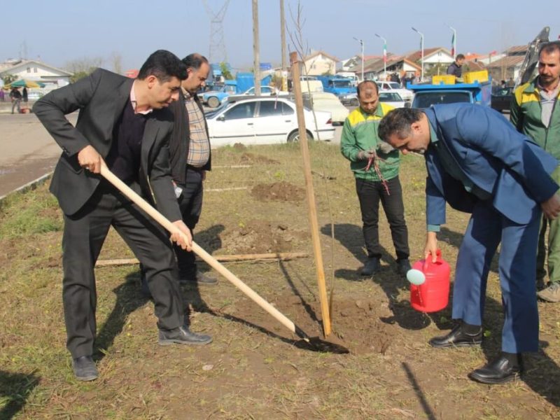 ۷۰۰ اصله نهال زیتون تلخ از سوی شهرداری آستانه اشرفیه غرس شد