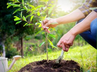 ۱۲ هزار اصله نهال در آستانه اشرفیه غرس و توزیع می شود