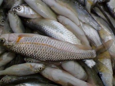 صید بالغ بر ۱۵ هزار ماهی مولد در سفید رود