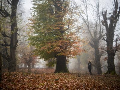 جنگل‌های هیرکانی گیلان، میراث ارزشمند از دوران سوم زمین شناسی