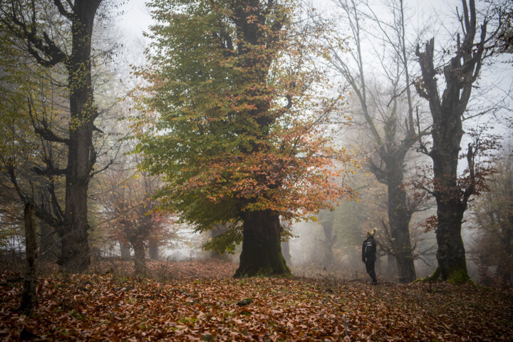 جنگل‌های هیرکانی گیلان، میراث ارزشمند از دوران سوم زمین شناسی