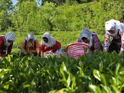 افزایش ۲۰ درصدی خرید برگ سبز چای /فعالیت ۵۵ هزار چایکار گیلانی و مازندرانی در ۲۵ هزار هکتار باغات چای شمال/ انعقاد قرارداد با ۱۶۰ کارخانه چای