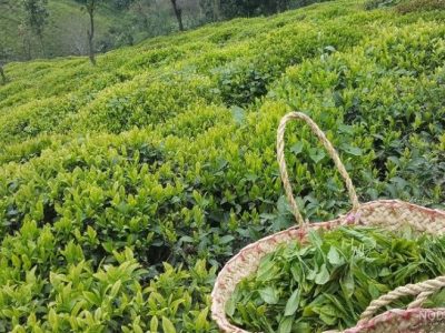 چایکاران به موقع وارد باغات شوند/ آغاز عقد قرارداد خرید برگ سبز با کارخانجات