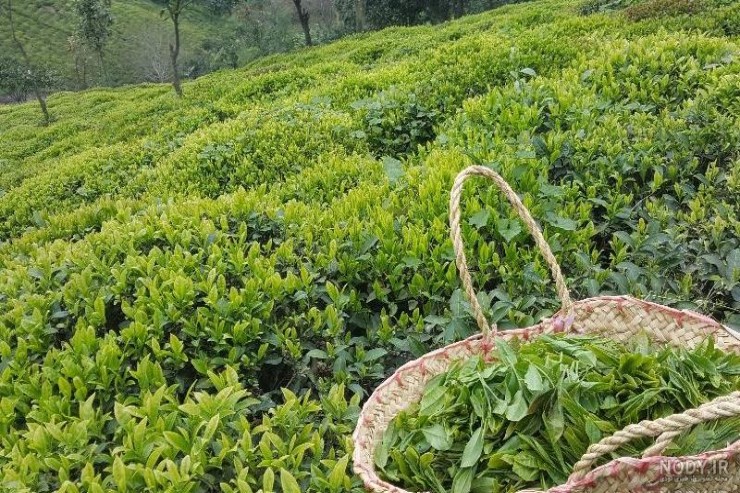 چایکاران به موقع وارد باغات شوند/ آغاز عقد قرارداد خرید برگ سبز با کارخانجات