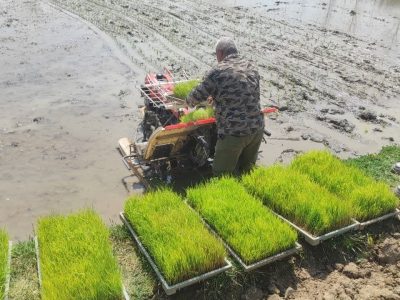 اولین نشاء مکانیزه برنج در روستای کتشصت آبادان آستانه اشرفیه انجام شد