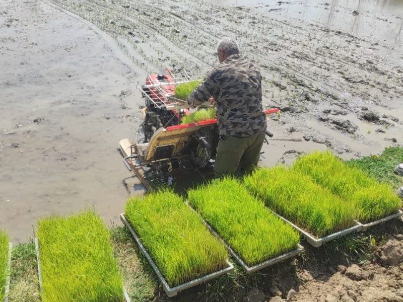 اولین نشاء مکانیزه برنج در روستای کتشصت آبادان آستانه اشرفیه انجام شد