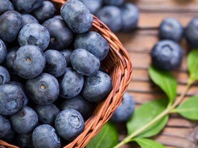 نخستین جشنواره ملی بلوبری در گیلان