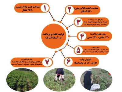 اینفوگرافیک/ فرایند کاشت و برداشت بادام زمین در آستانه اشرفیه