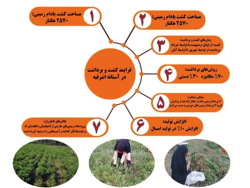 اینفوگرافیک/ فرایند کاشت و برداشت بادام زمین در آستانه اشرفیه