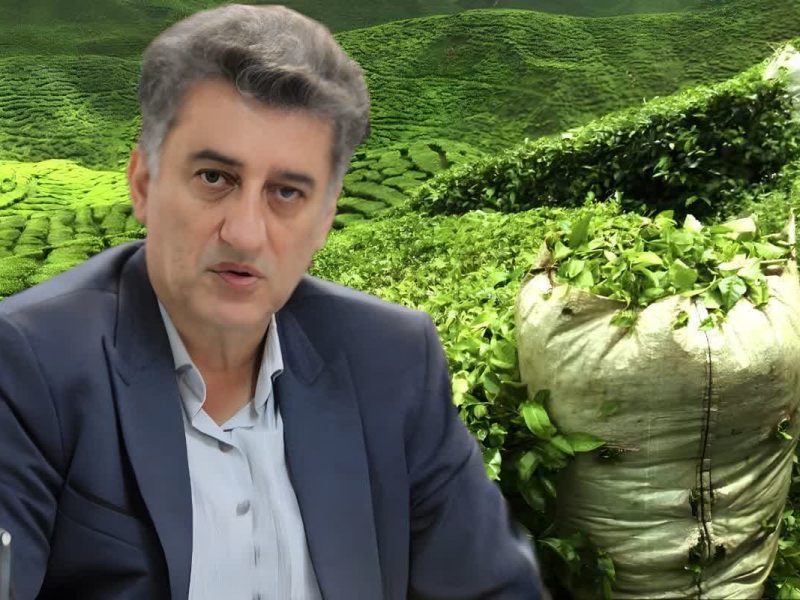 خرید ۹۳۰۰ تن برگ سبز چای در رودسر