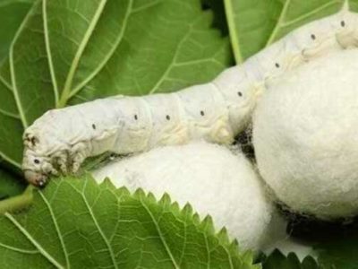 هزار جعبه تخم نوغان در گیلان توزیع شد