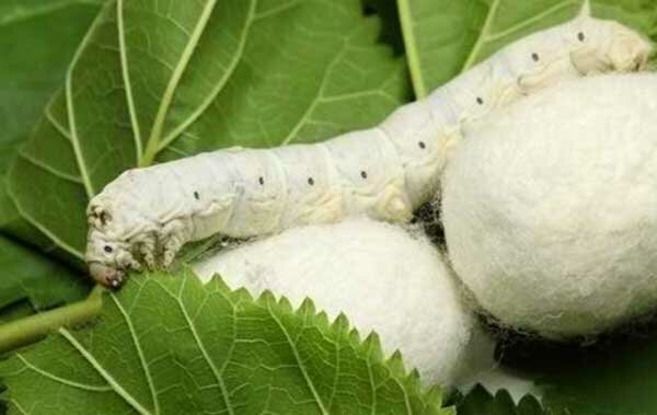 هزار جعبه تخم نوغان در گیلان توزیع شد