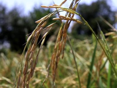 رنج برنجکاران، گنجی در دست دلالان