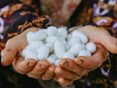 «کج‌چینی» آیین کهن برداشت ابریشم در توتستان‌های گیلان