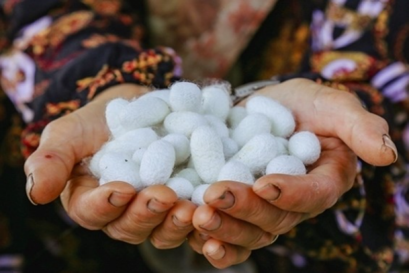 «کج‌چینی» آیین کهن برداشت ابریشم در توتستان‌های گیلان