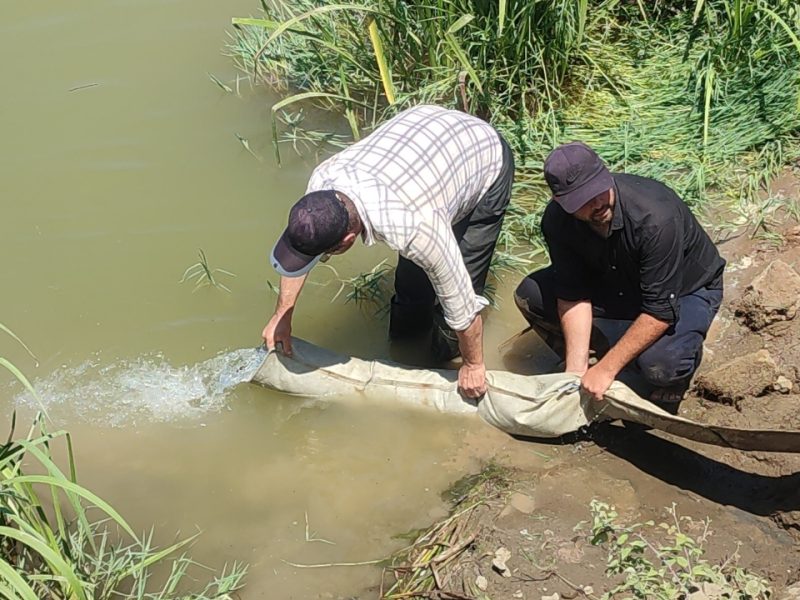 رها سازی بیش از یک میلیون قطعه ماهی در سفیدرود/ نخستین رهاسازی ماهی نادر «شیب» پس از ۱۵ سال تحقیق در گیلان + عکس و فیلم