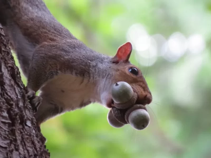  سنجاب ها به جای مغزدانه، جونده شکار می کنند! (+فیلم و عکس)