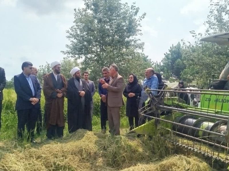 آغاز برداشت شلتوک برنج در ۲۳هزار و ۷۰۰هکتار ازشالیزارهای آستانه اشرفیه