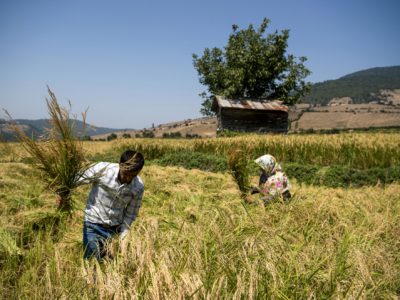 بارندگی‌ها خسارت جدی به شالیزارهای گیلان وارد نکرد