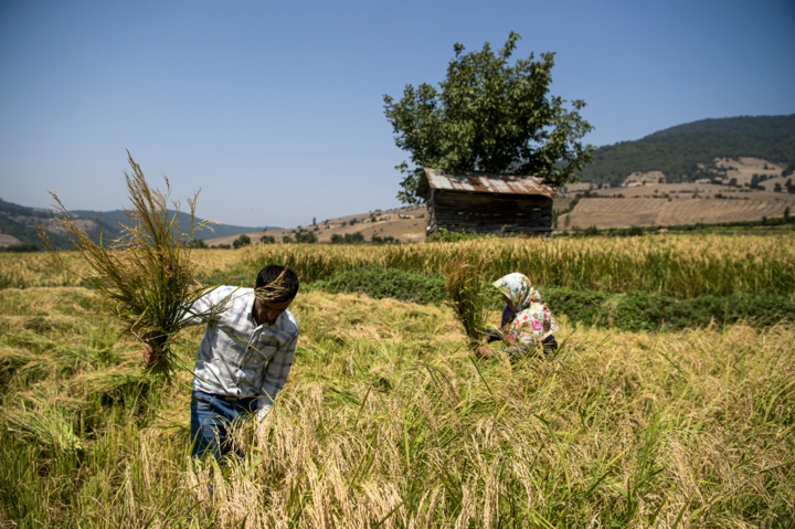 بارندگی‌ها خسارت جدی به شالیزارهای گیلان وارد نکرد