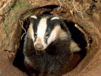 «گنج گورستان ۹۰۰ ساله» که توسط یک «گورکن» کشف شد