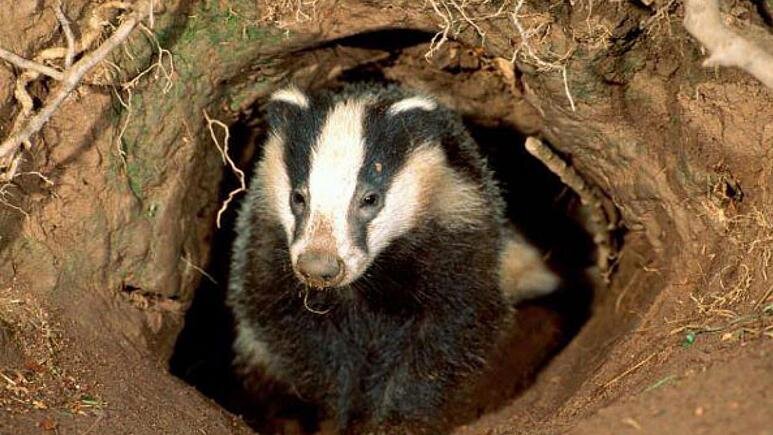 «گنج گورستان ۹۰۰ ساله» که توسط یک «گورکن» کشف شد