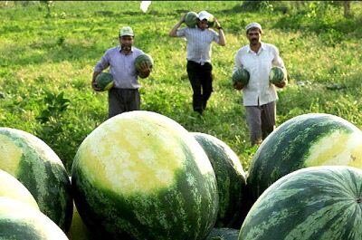 وداع کشاورزان همدانی با محصولی که آب را می‌بلعد