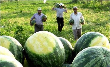 وداع کشاورزان همدانی با محصولی که آب را میبلعد