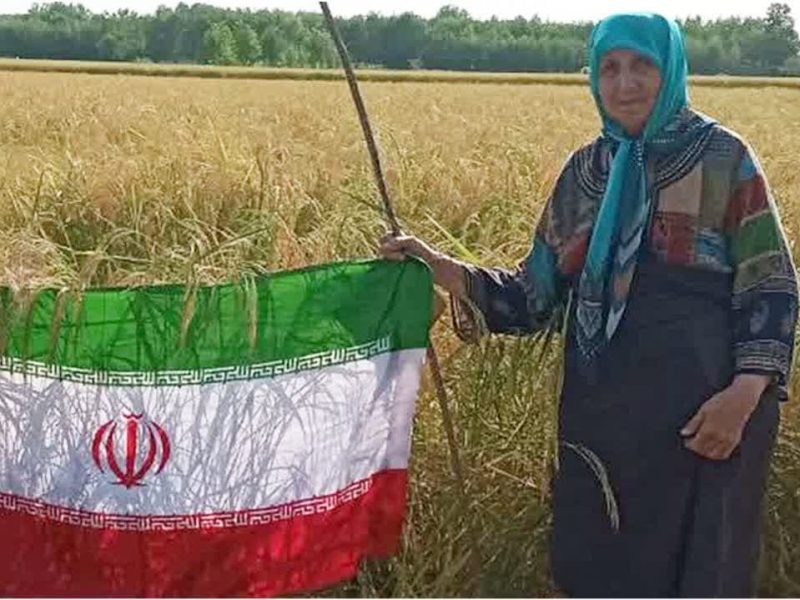 حماسه مقاومت یک بانوی کشاورز با بر افراشتن پرچم بر خوشه های طلایی برنج