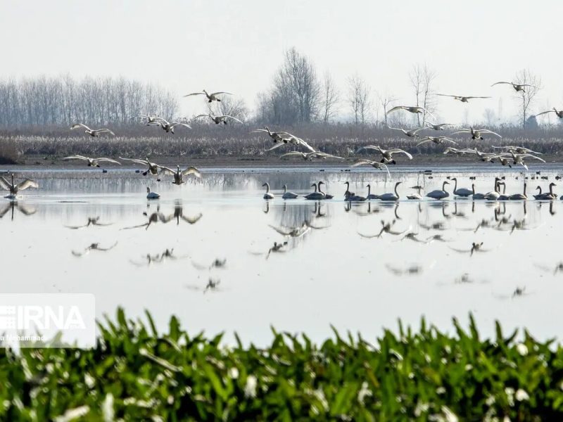 صومعهسرا؛ قدم در تاریخ تا آواز پرندگان مهاجر