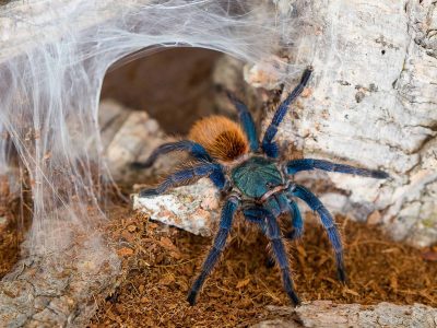 تصاویر؛ زیبایی غیرمنتظرۀ ۵ نوع «عنکبوت»!