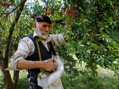 آغازبرداشت  انار در ۴۸۲ هکتار از باغات انار گیلان