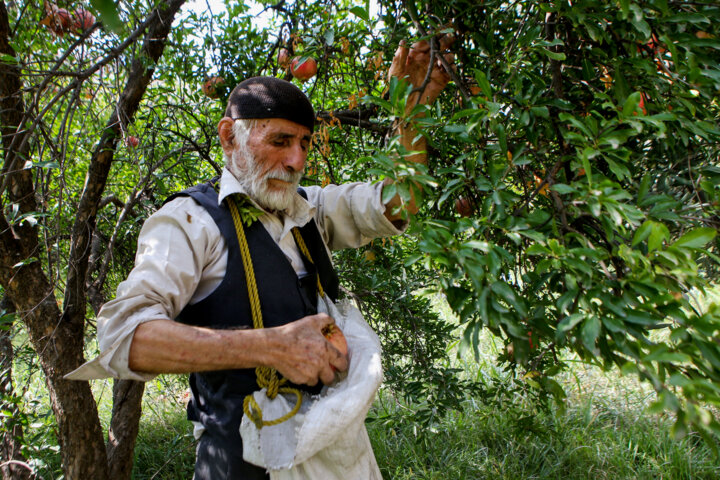 آغازبرداشت انار در ۴۸۲ هکتار از باغات انار گیلان