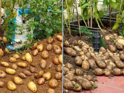 روش‌هایی برای کاشت لذتبخش «سیب‌زمینی» در خانه