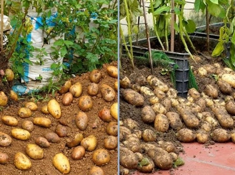 روش‌هایی برای کاشت لذتبخش «سیب‌زمینی» در خانه