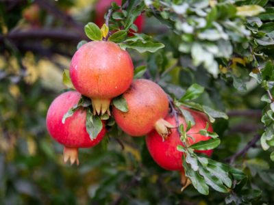 چهار هزار تن انار از باغ‌های گیلان برداشت شد