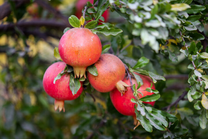 چهار هزار تن انار از باغهای گیلان برداشت شد