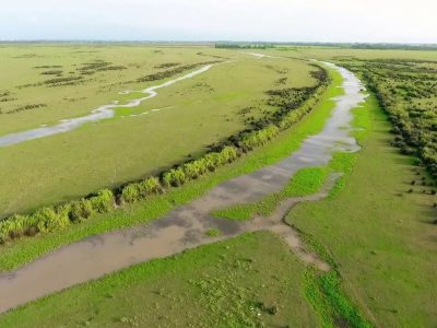 بوجاق گیلان نفس کشید؛ آغاز پاکسازی آروجیا تا افزایش قرقاولان