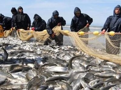 ۵۴۴ تن انواع ماهیان استخوانی در نوار ساحلی گیلان صید شد