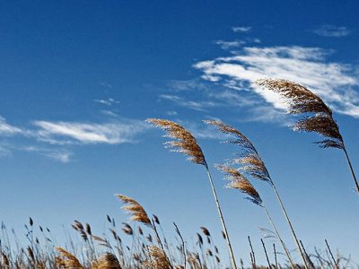 بادگرم برخی مناطق گیلان را در برمی‌گیرد/دریا تا پایان هفته برای فعالیت‌های مرتبط دریایی مناسب است