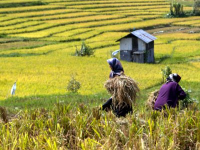۴کشاورز  نمونه کشوری از گیلان معرفی شدند