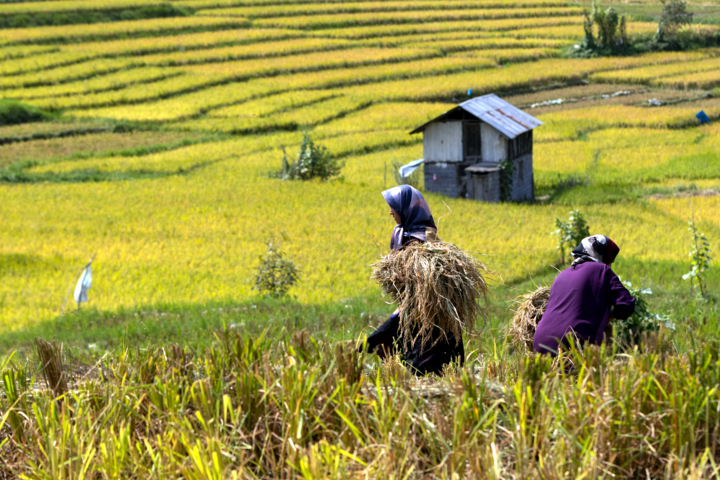 ۴کشاورز  نمونه کشوری از گیلان معرفی شدند