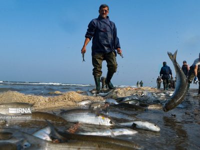 رکوردشکنی صید ماهی در شمال ایران با وجود چالش‌های محیط‌زیستی