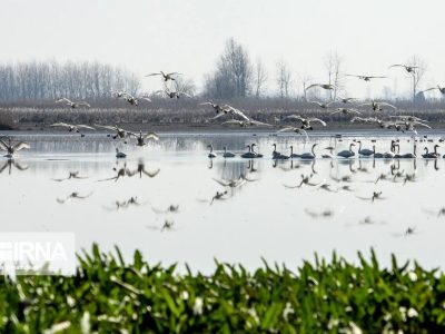 سرشماری پرندگان مهاجر آبزی در گیلان آغاز شد