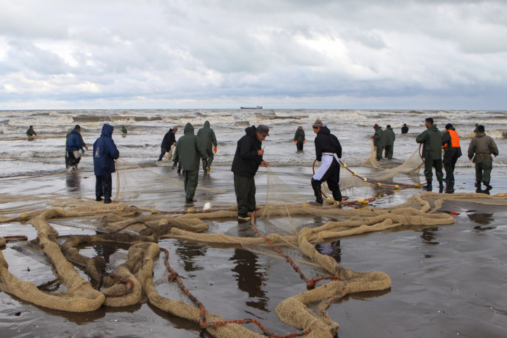 ۷۰۳تن انواع ماهیان استخوانی در گیلان صید شد