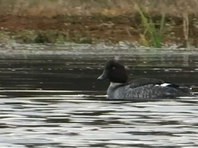 مشاهده نادر «اردک چشم طلایی» در تالاب جوکندان گیلان| فیلم